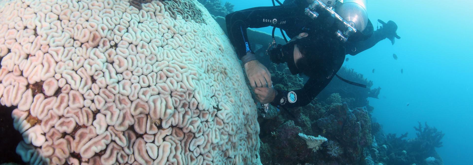 Pedro Frade samples a polyp of a completely bleached Lobophyllia coral colony in the shallows.