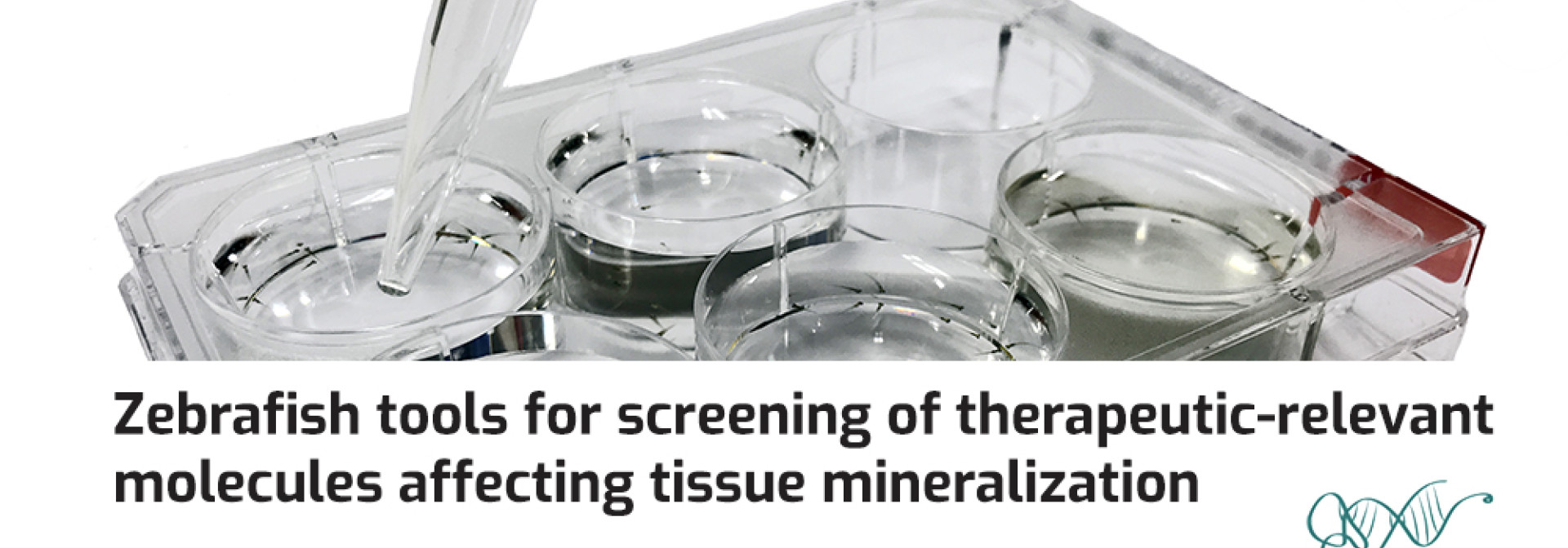 Generic representation of Zebrafish tools for screening of therapeutic-relevant molecules affecting tissue mineralization