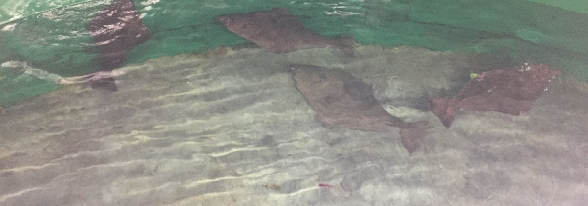 Generic representation of Researchers want to improve the reproduction of 3 flatfish species