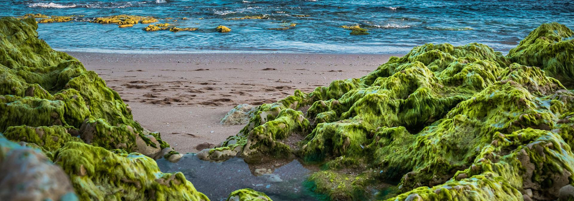 Generic representation of New platform will monitor the accumulation of seaweeds on beaches
