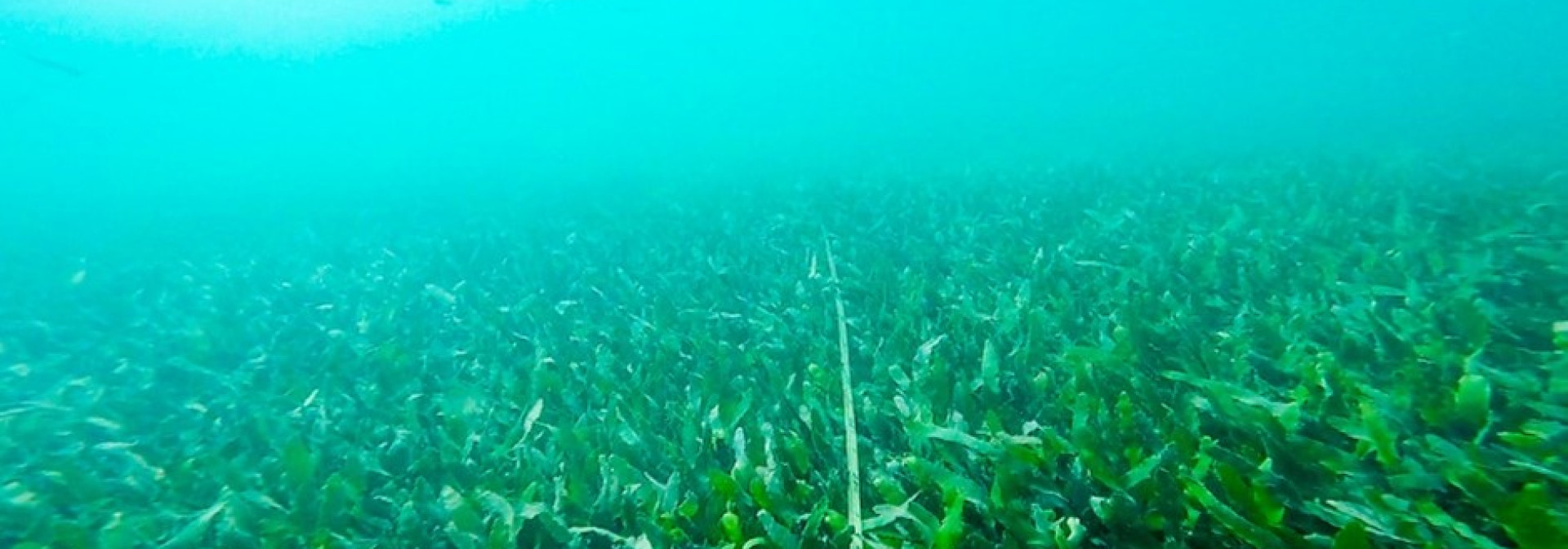 Generic representation of Expansion of invasive green algae may affect biodiversity in the Ria Formosa