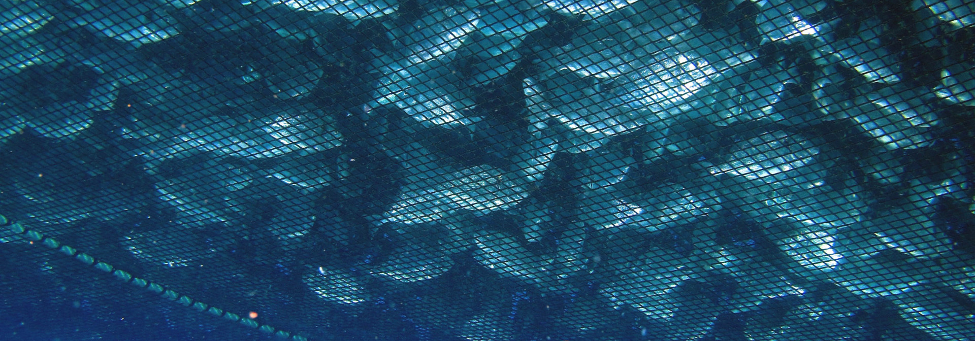 Generic representation of European Parliament discusses transport of live farmed fish based on CCMAR study
