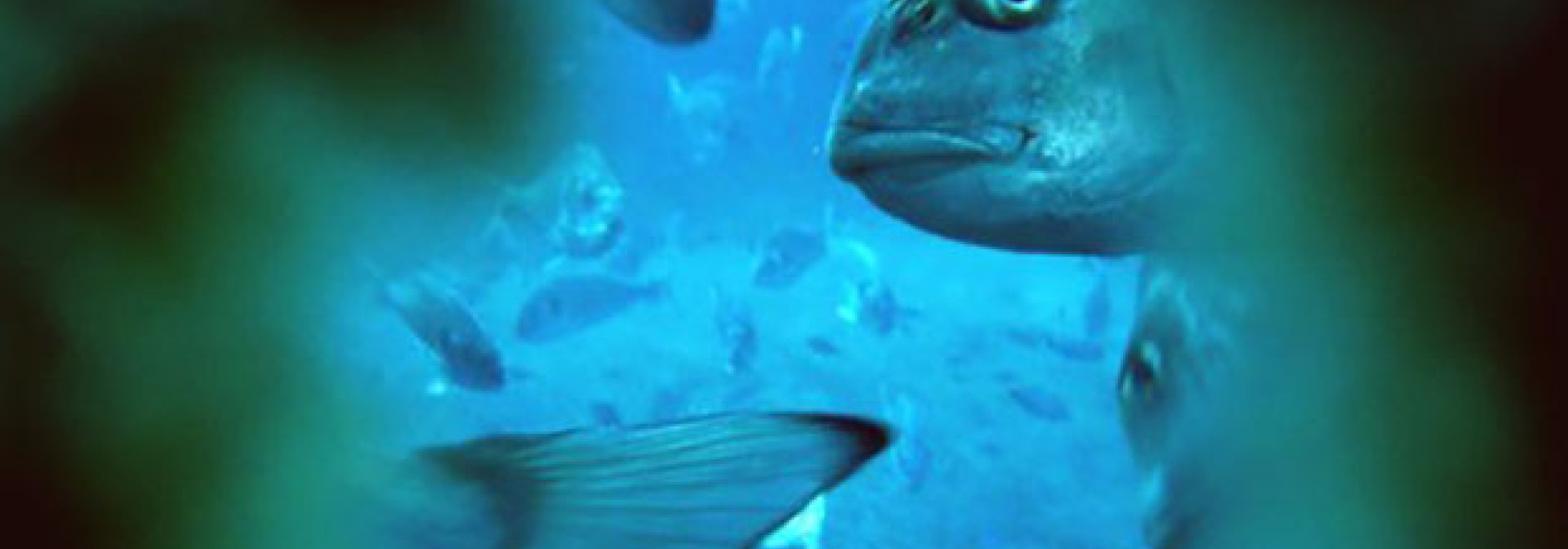 Generic representation of Study  points how to improve the well-being of seabream aquaculture