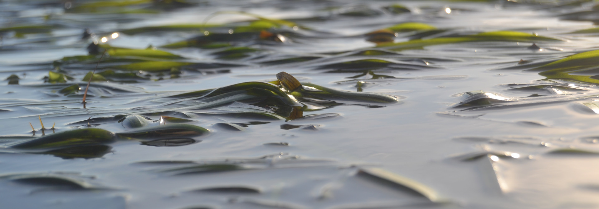Generic representation of New UN report highlights the necessity to protect seagrasses meadows