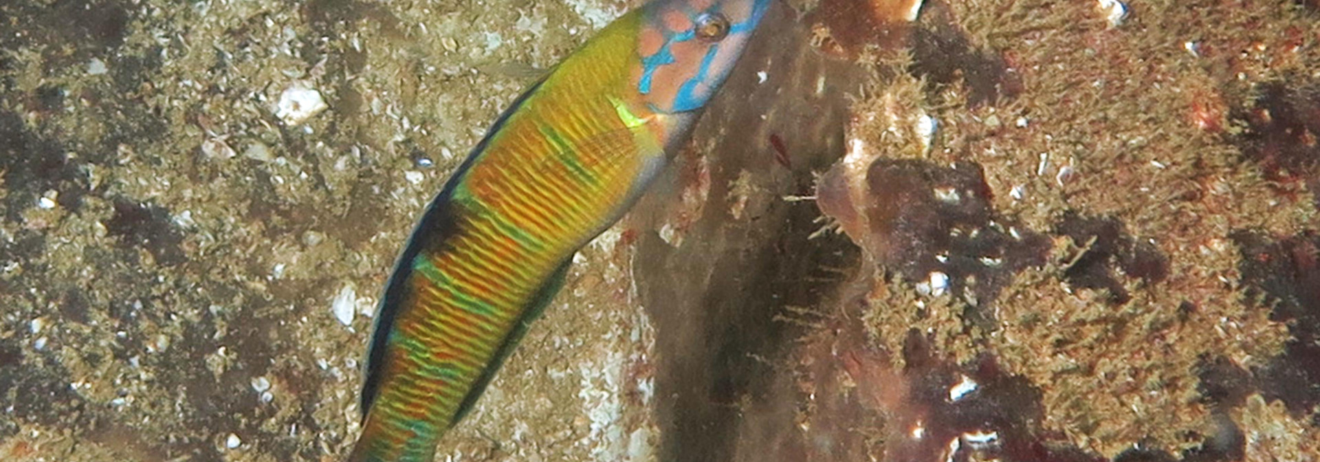 Generic representation of SPOTLIGHT: New Evidence of Marine Fauna Tropicalization off the Southwestern Iberian Peninsula (Southwest Europe)