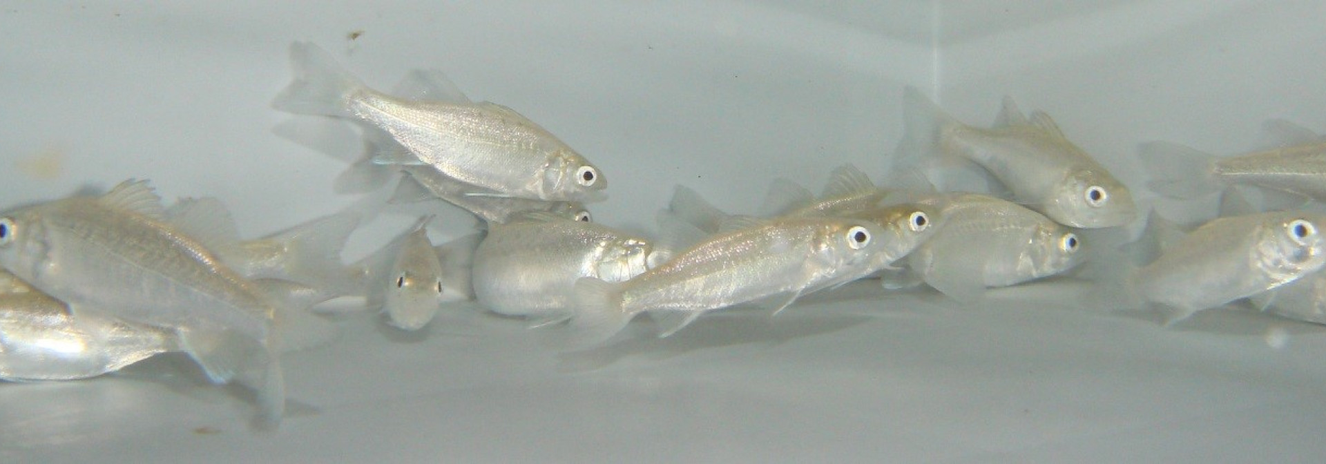Robalo