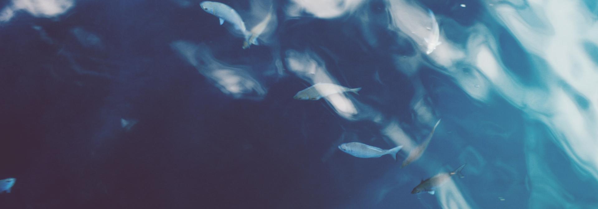 Generic representation of Genoma guarda os segredos da metamorfose de um peixe redondo para um peixe plano