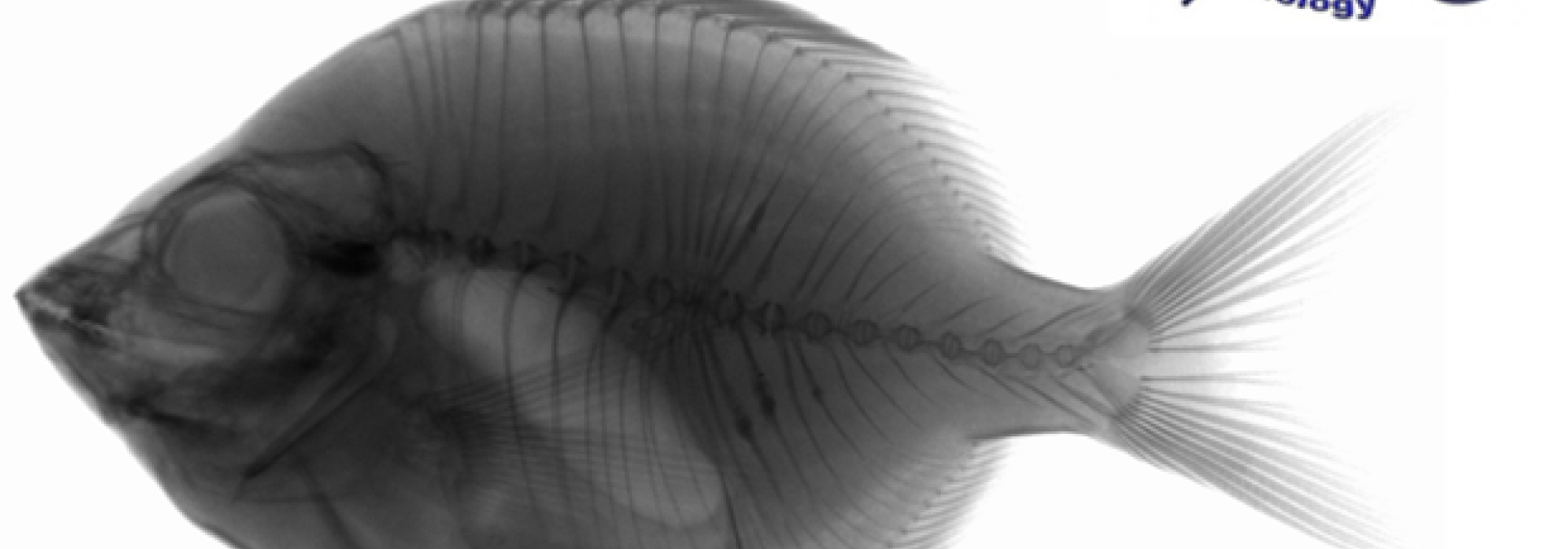 Generic representation of Interdisciplinary Approaches in Fish Skeletal Biology (IAFSB) 2018
