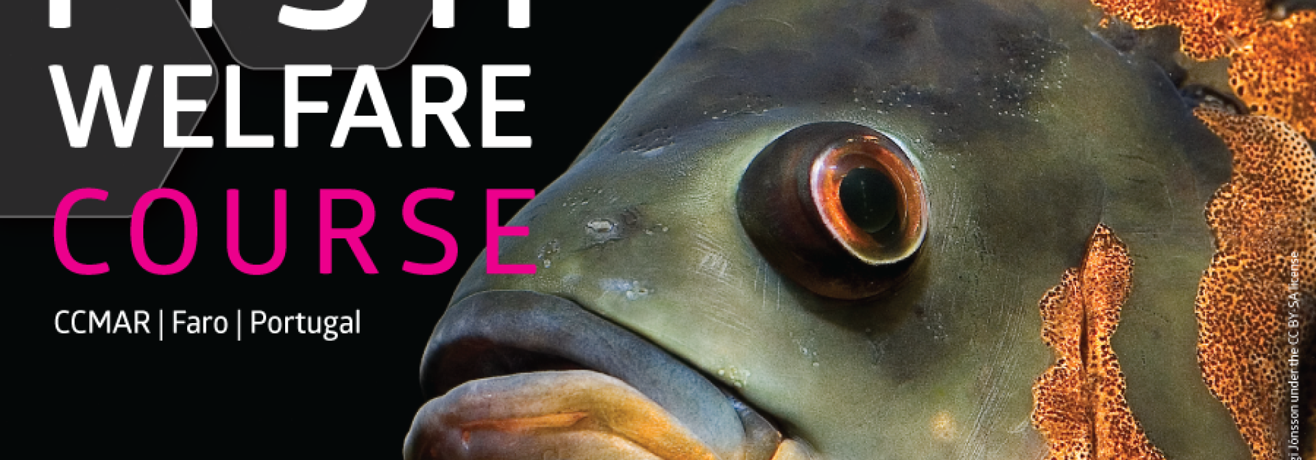 Generic representation of Fish Welfare Course