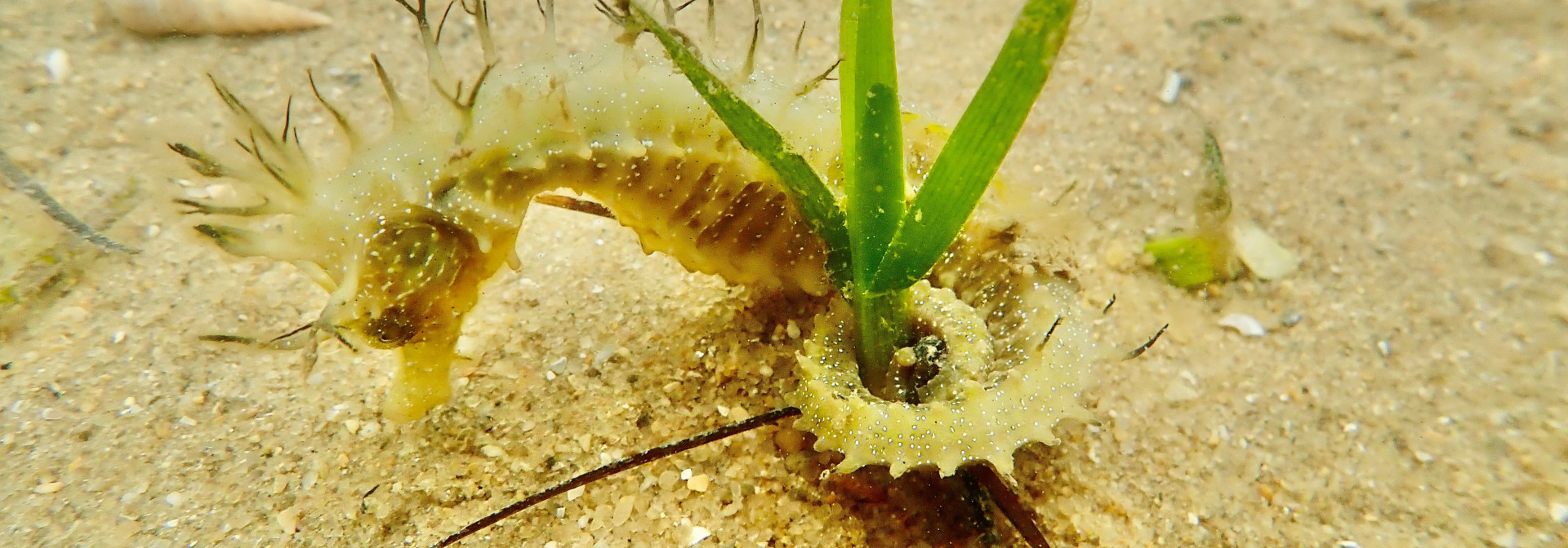 Seahorse in a seagrass