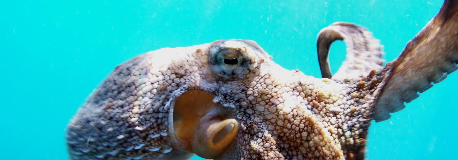 Generic representation of Comité de Cogestão para a pesca do polvo no Algarve oficialmente criado