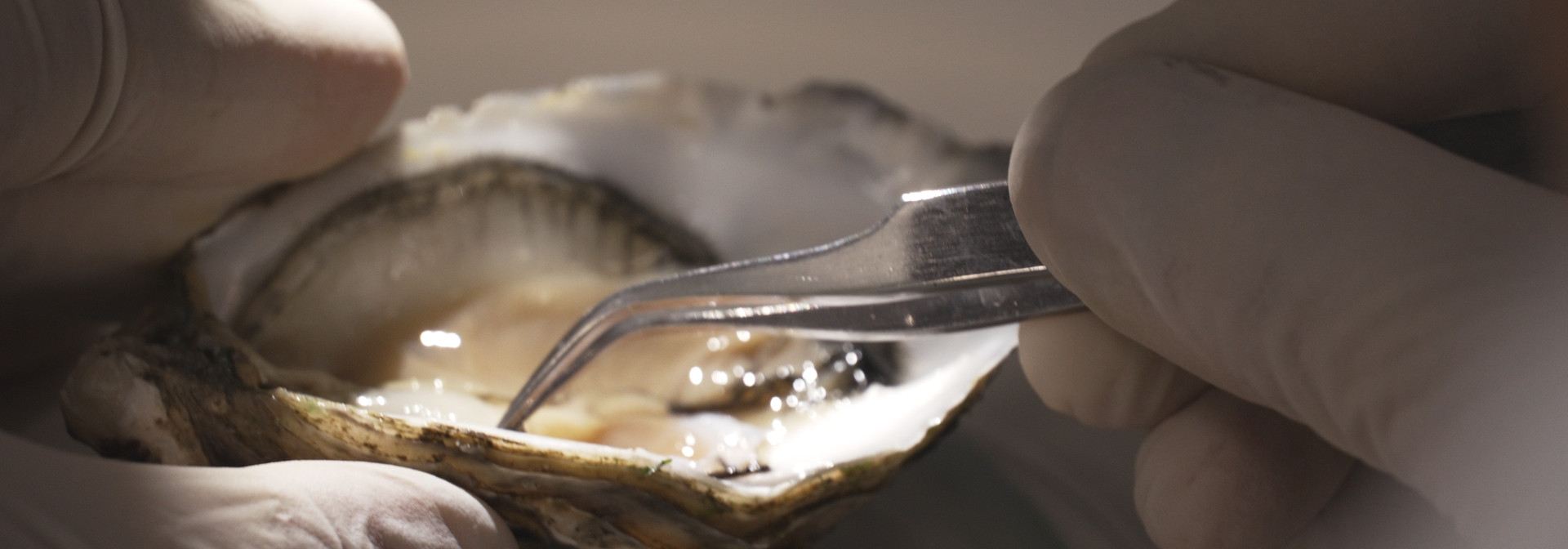 Generic representation of How is the growth of bivalve shells regulated?
