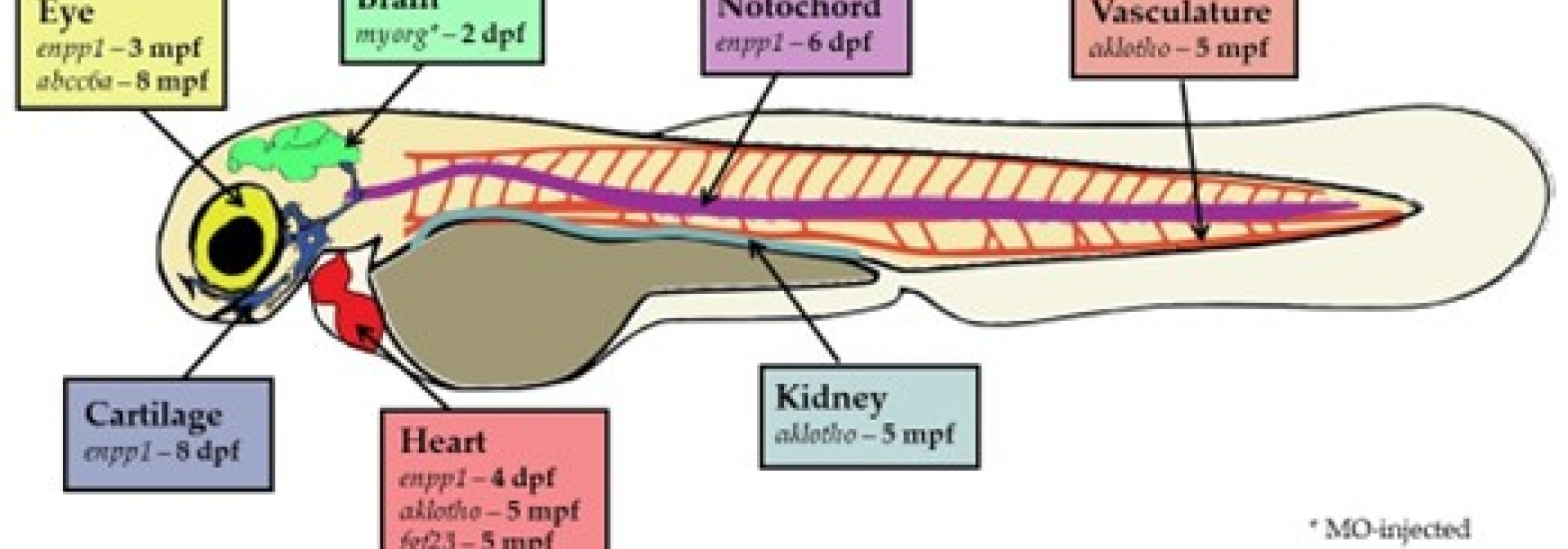 PHYSPATH_Picture