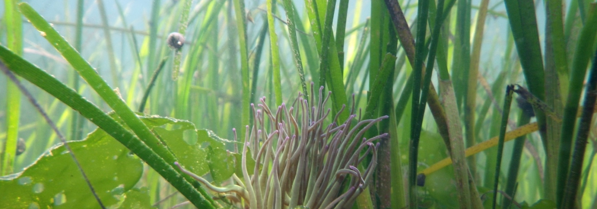 Cymodocea nodosa meadow (Ria Formosa lagoon)