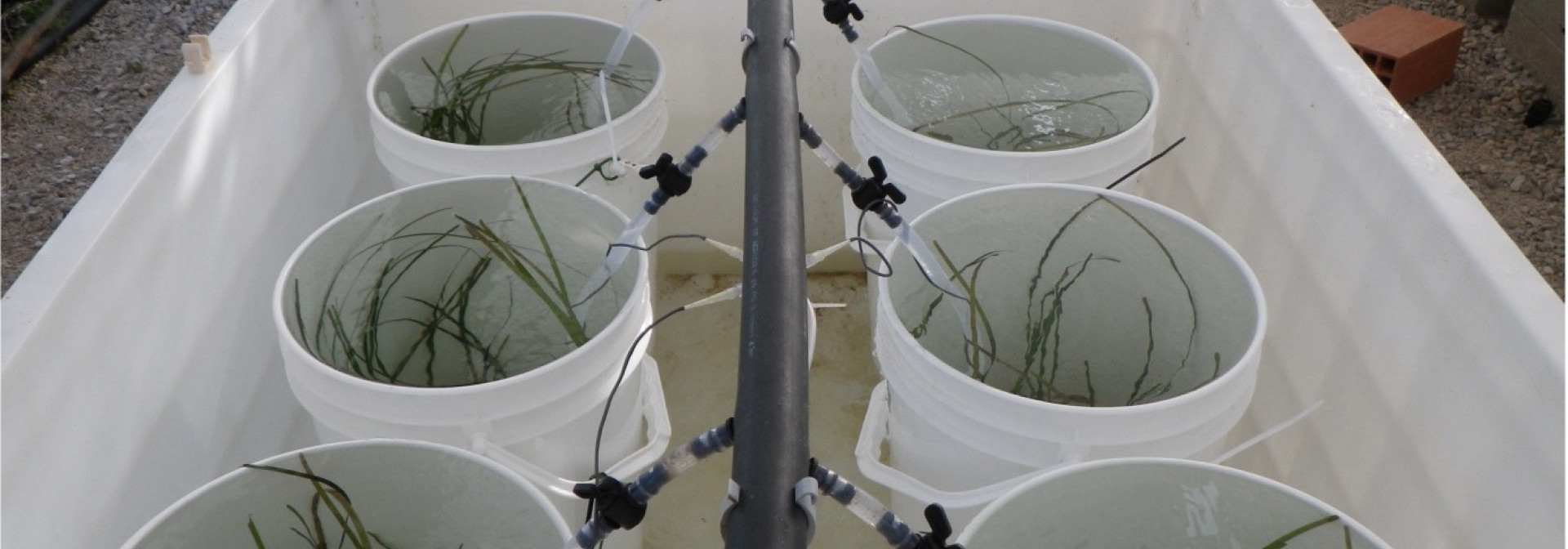 Mesocosm experiment (Ramalhete station)