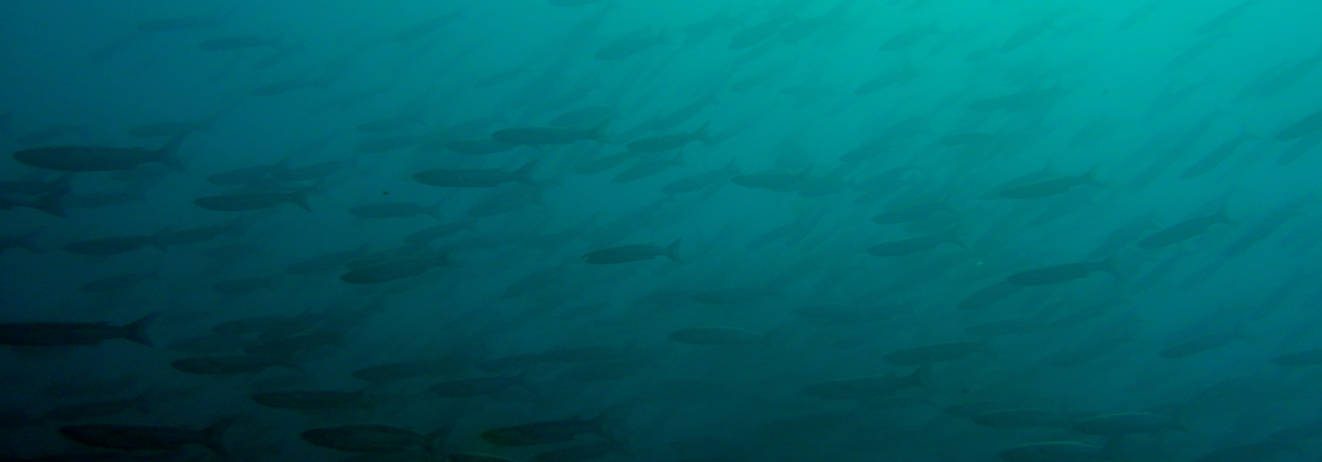 peixes