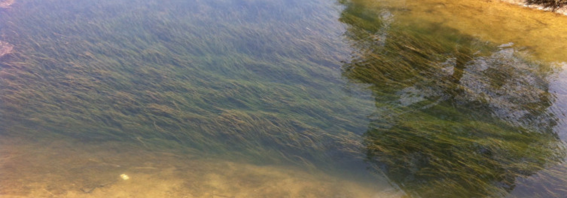 seagrass meadow under water