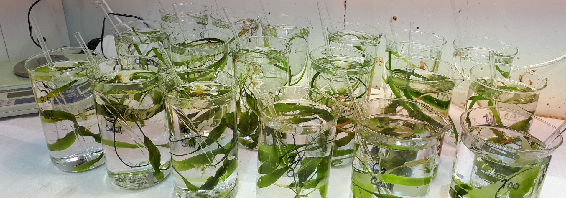 Nutrient uptake experiments
