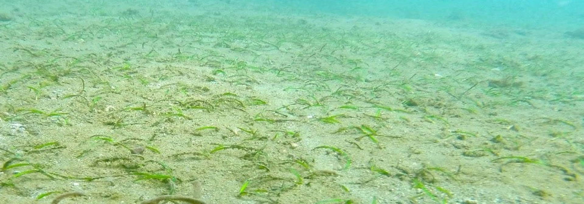 Halodule wrightii in São Tomé