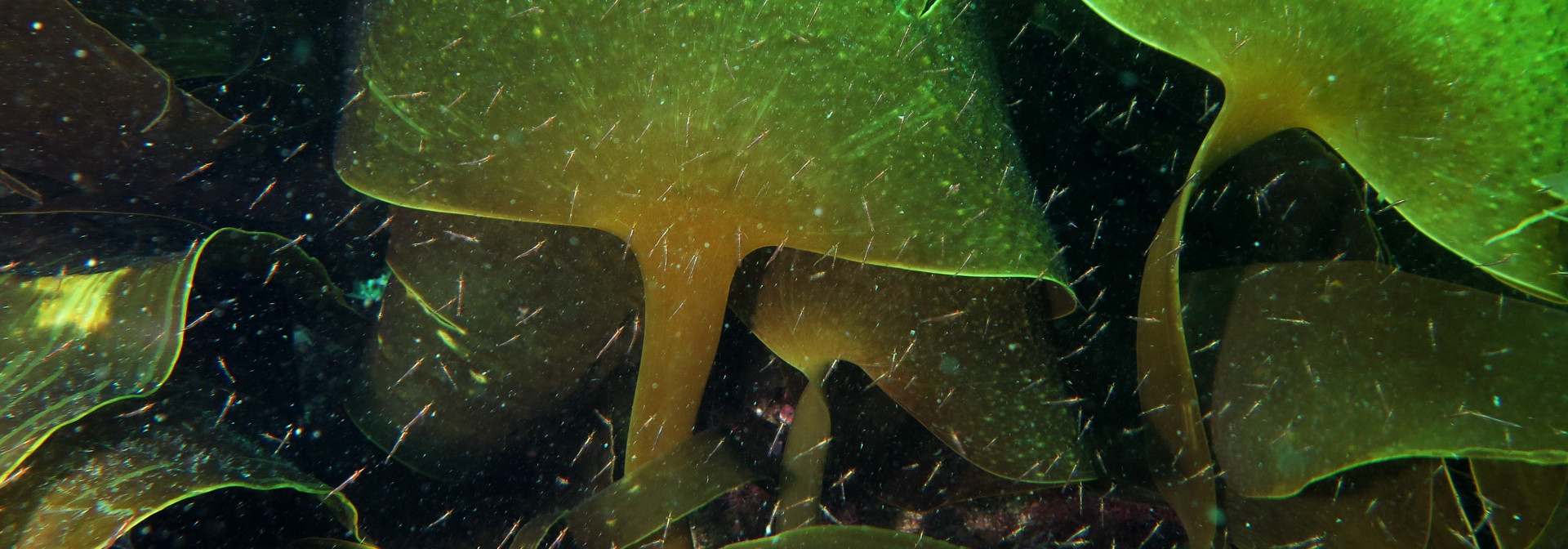 marine forest