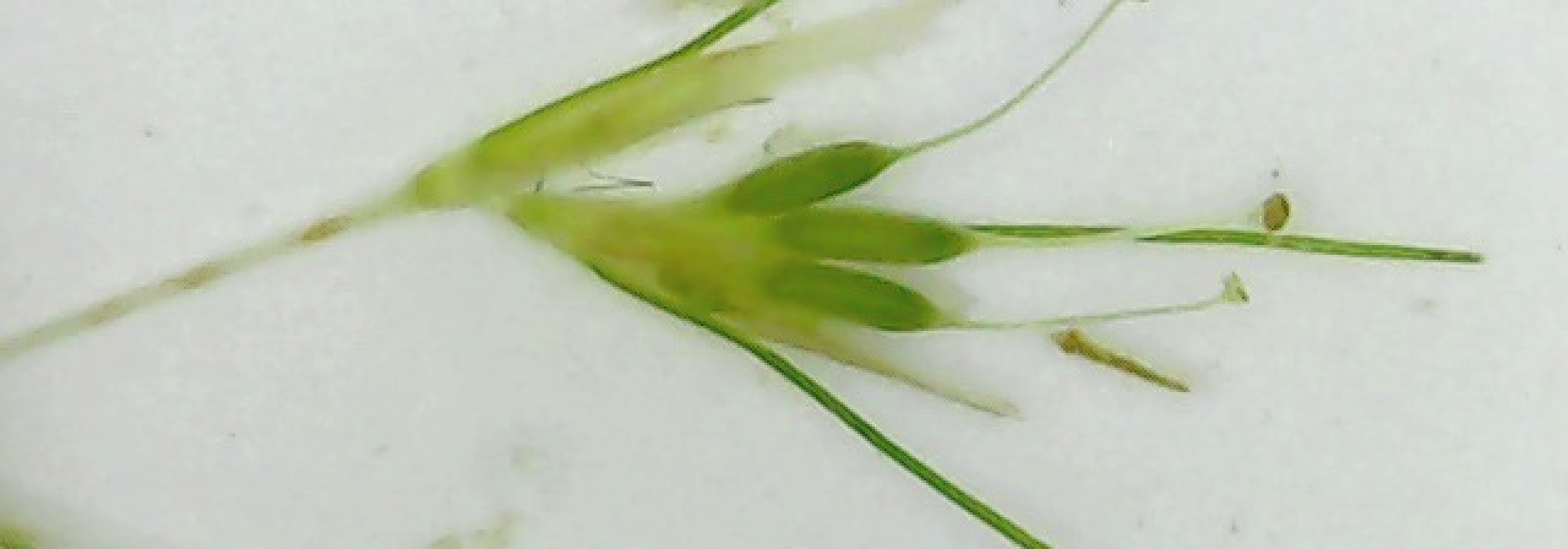 althenia filiformis