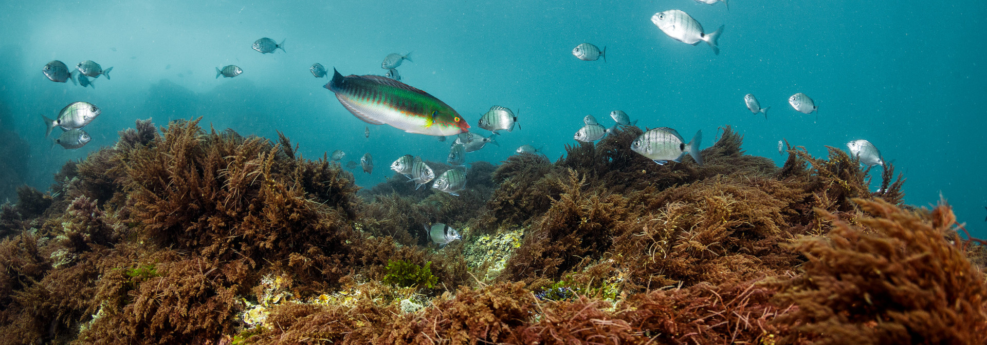 Variety of Fish on a Seaweed habitat
