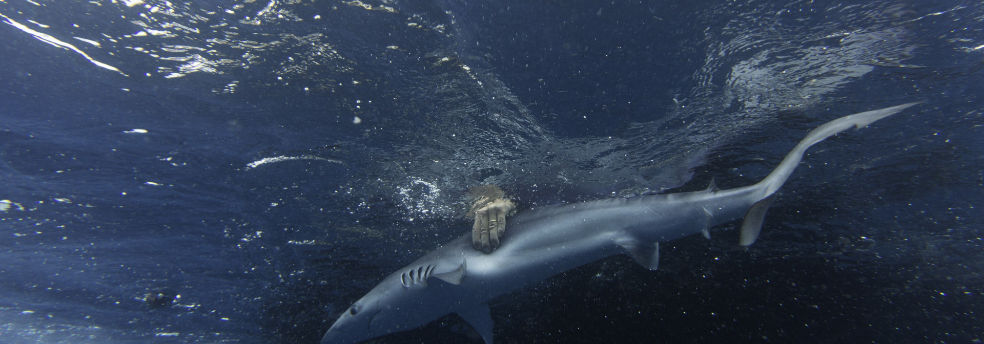 Mapping Sharks