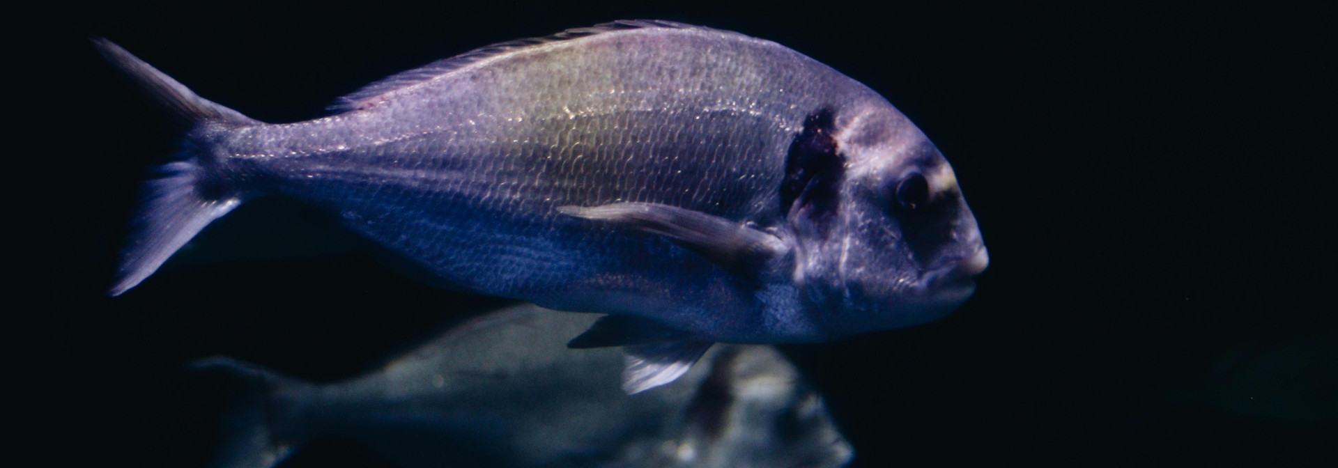 seabream