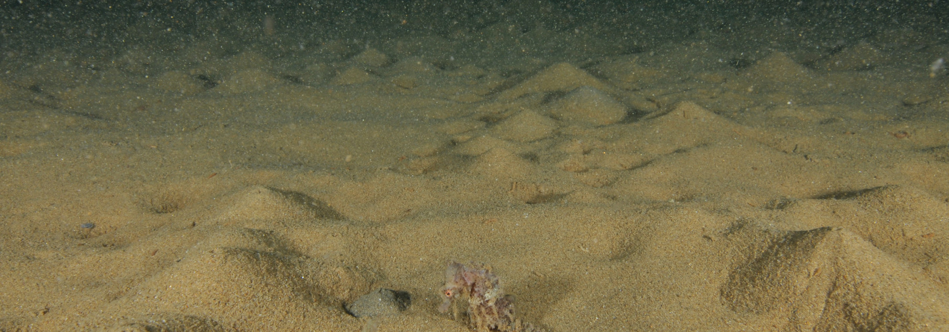 deep sea with micopollutants