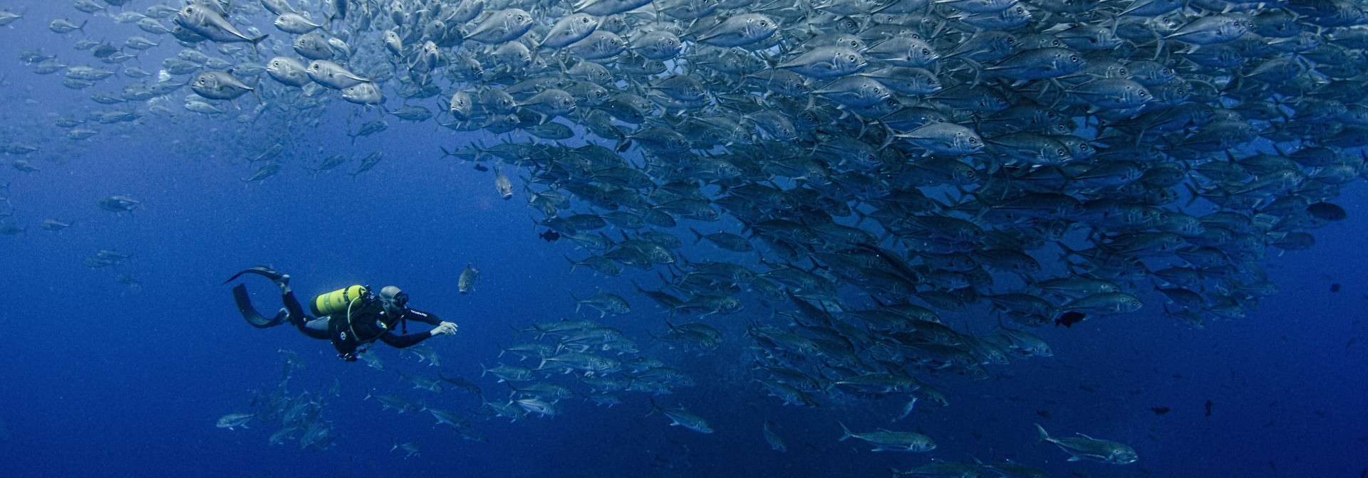 @Ocean Image Bank - Amanda Cotton
