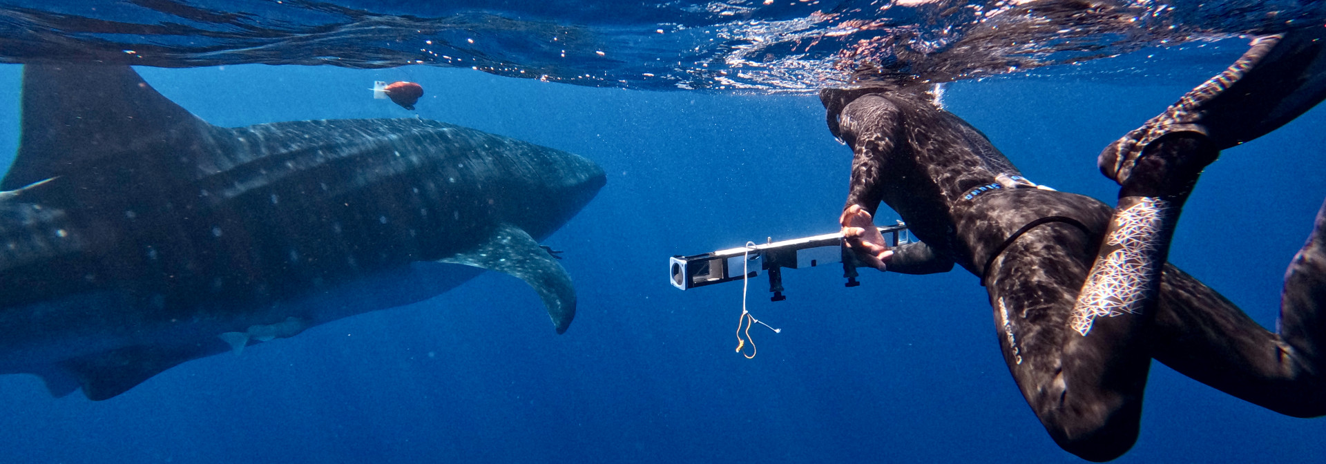 Whale shark