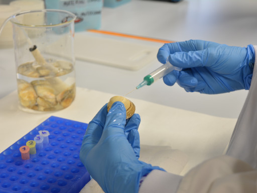 Manipulação de Bergigão em Laboratório (Crédito: Alicia Bruzos)