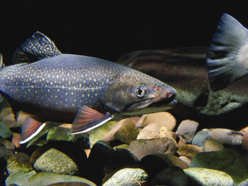 Generic representation of Welfare in farmed fish: towards the next level in aquaculture.