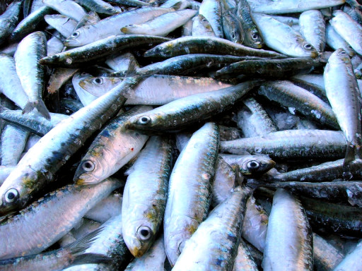 sardinha europeia (credits: Jose Antonio Martinez)