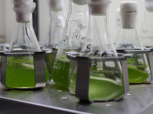 Generic representation of GreenCoLab: um laboratório colaborativo para a biotecnologia marinha