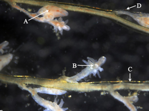 Generic representation of Nova espécie invasora detetada no estuário do Guadiana