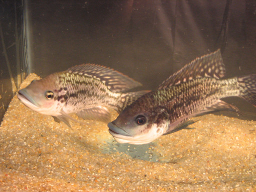Generic representation of Peixes usam sinais químicos na urina para resolver disputas e excitar rivais