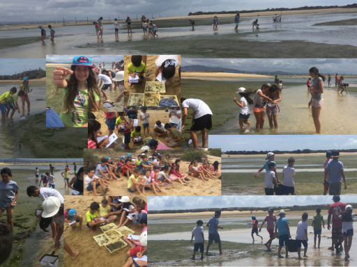 CCMAR desenvolve atividades em escolas da Culatra no âmbito do projeto ADOPTE uma pradaria marinha Generic representation of CCMAR desenvolve atividades em escolas da Culatra no âmbito do projeto ADOPTE uma pradaria marinha