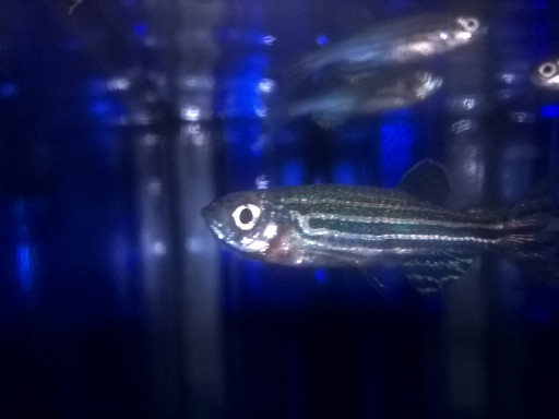 Generic representation of CCMAR @t media: Os peixes podem ajudar a combater a osteoporose?