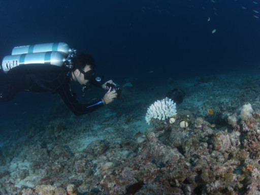 CCMAR @t media: Os corais estão a morrer um pouco por todo o lado e a culpa é nossa Foto: Jornal Público | Pedro Rodrigues Frade fez parte da equipa que monitorizou o branqueamento de corais na Grande Barreira de Coral