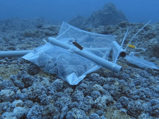 Generic representation of CCMAR @t media: Cientistas medem pela primeira vez o metabolismo de algas calcárias da Madeira