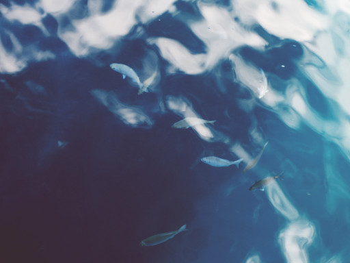 Generic representation of Genoma guarda os segredos da metamorfose de um peixe redondo para um peixe plano