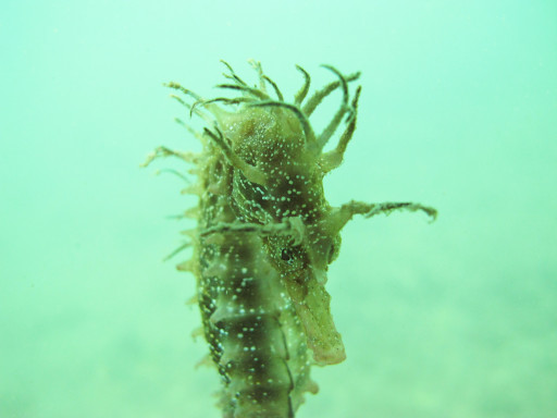 Generic representation of Cientistas alertam para a vulnerabilidade de cavalos marinhos da Ria Formosa