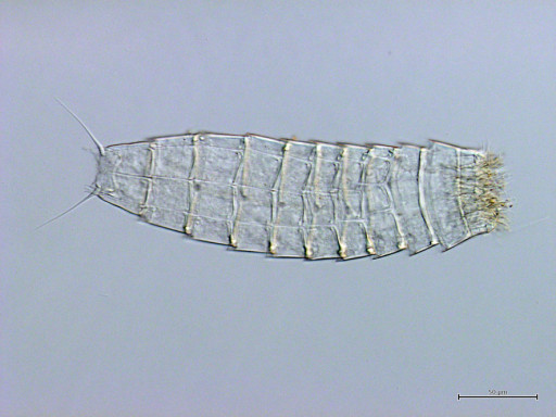 Generic representation of Nova espécie para a ciência identificada na costa algarvia