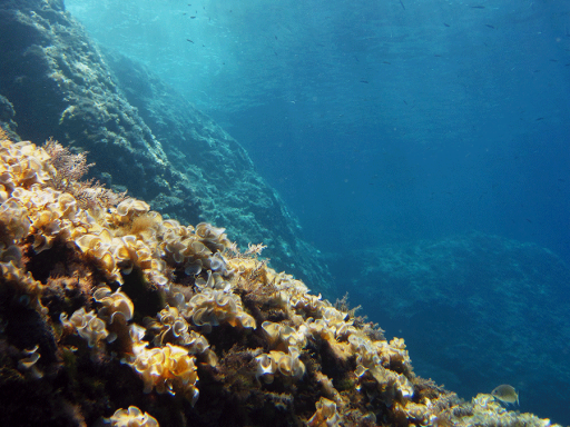 Algae