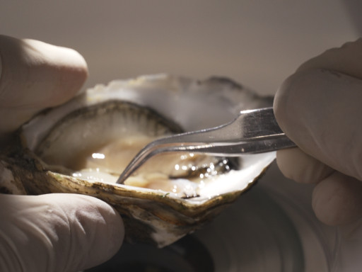 Generic representation of How is the growth of bivalve shells regulated?