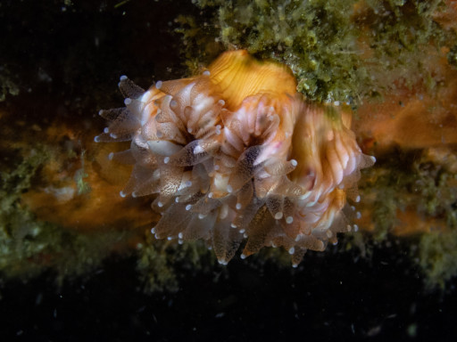 Bathycyathus chilensis, azooxantelado solitario, Los Molles