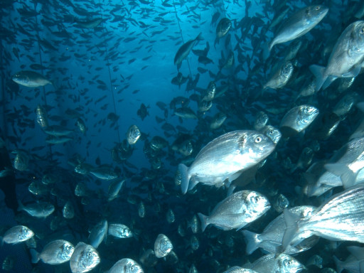 Generic representation of Relatório sobre Etologia e Bem-Estar dos Peixes publicado pelo Conselho Consultivo para a Aquicultura