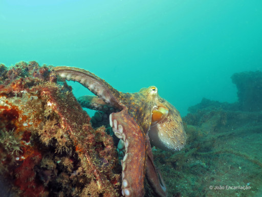 Generic representation of Fomos a Malta falar sobre a cogestão da pesca do polvo