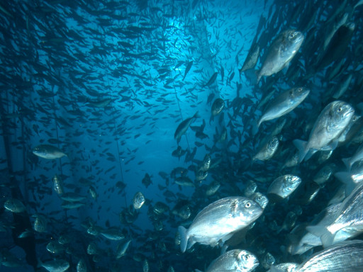 Generic representation of European Council commissions study on fish welfare to CCMAR researchers